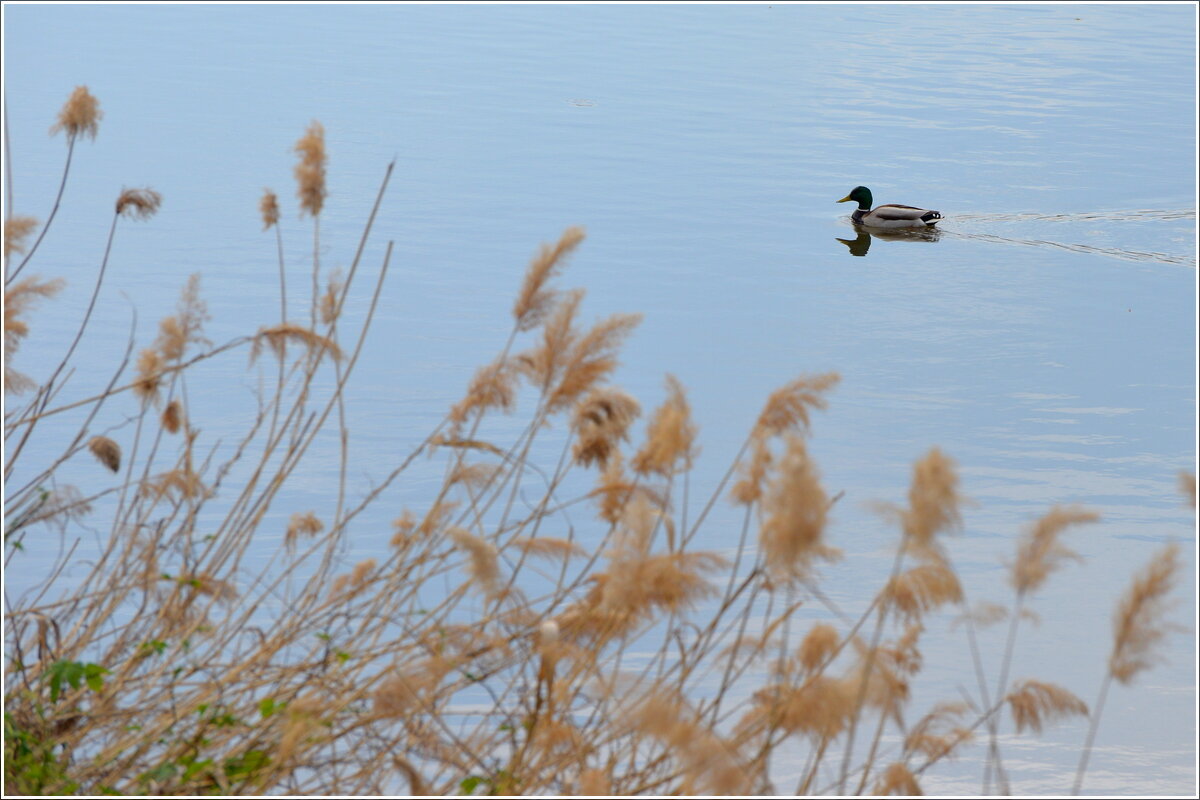 Пловец - Сеня Белгородский