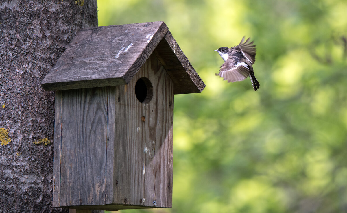 У мухоловки-пеструшки новый дом. - Владимир Безбородов У мухоловки-пеструшки новый дом. - Владимир Безбородов