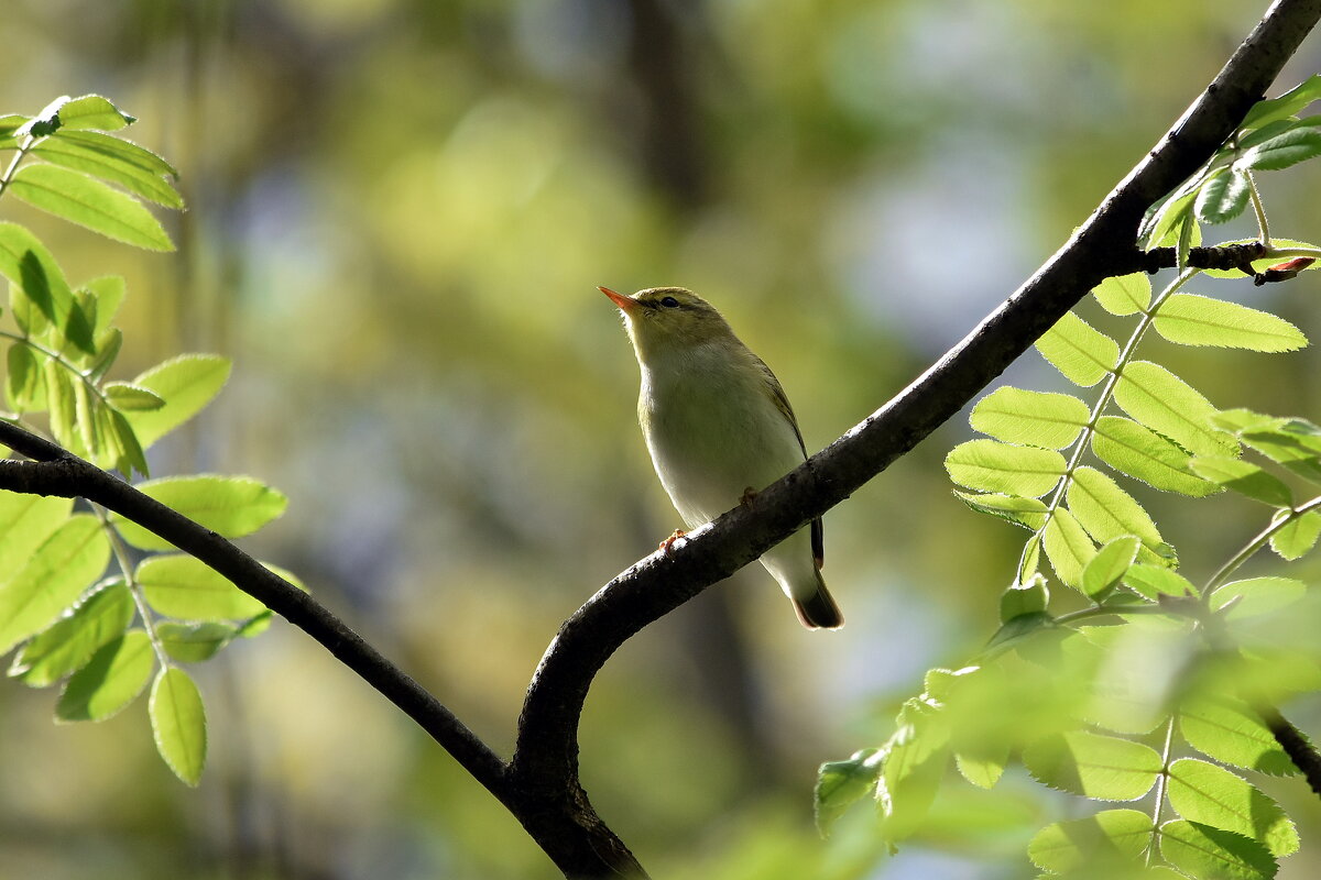 Пеночка трещетка - Алексей .