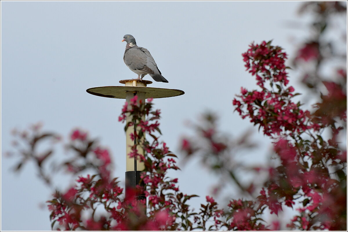 Командующий - Сеня Белгородский