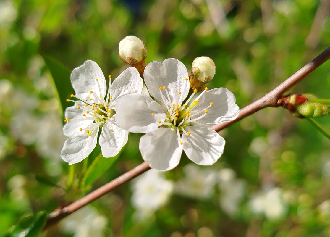 Цветение вишни - светлана льдокова Цветение вишни - светлана льдокова