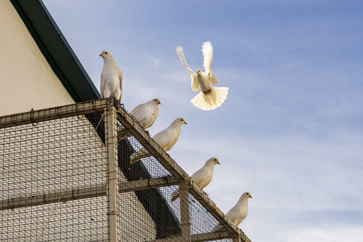 Обиделась - Александр Ковальчук Обиделась - Александр Ковальчук