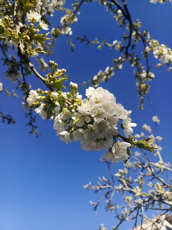 Весна 2025 - Татьяна Пальчикова