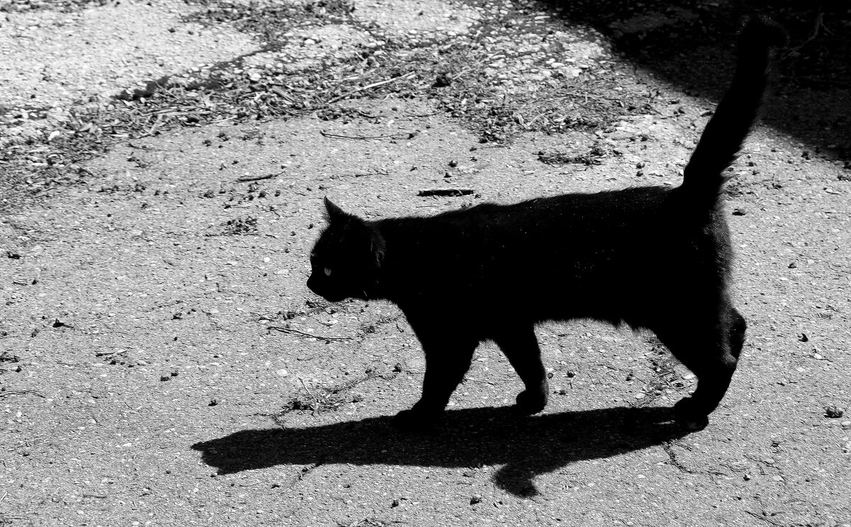 ТЕНЬ ЧЁРНОГО КОТА ЧЕРНА... - Елена Даньшина ТЕНЬ ЧЁРНОГО КОТА ЧЕРНА... - Елена Даньшина