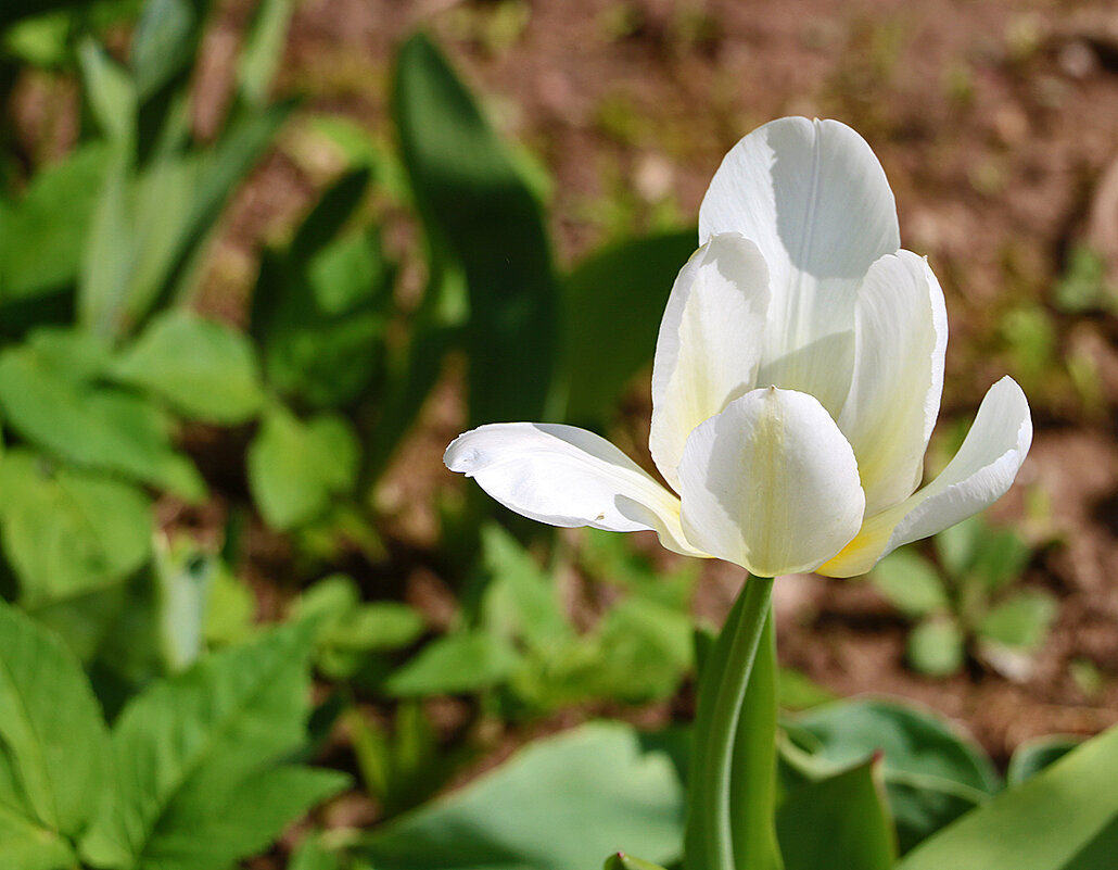 *** - Светлана 