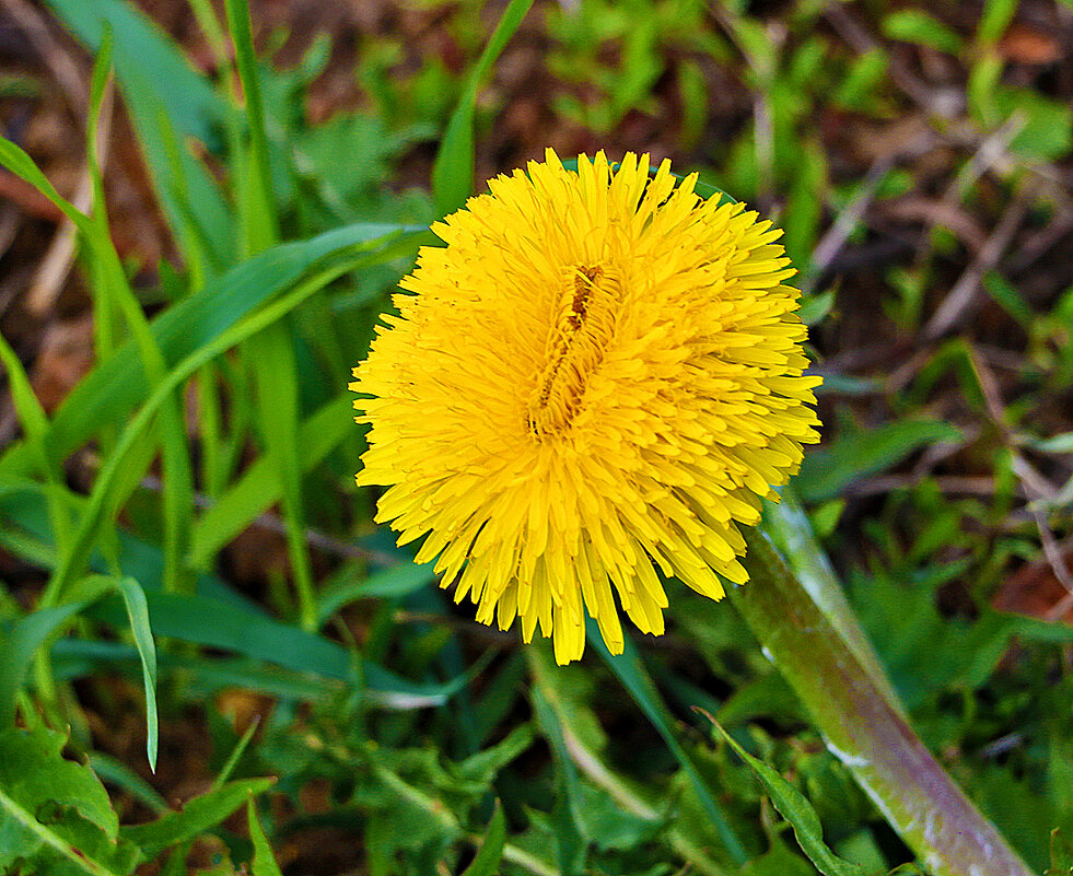 Майское солнышко - Светлана 
