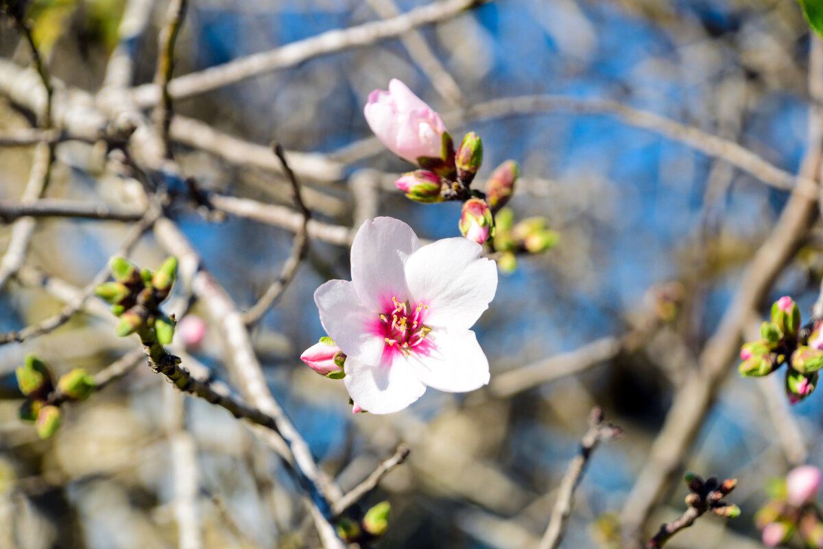 Цветок миндаля - Oleg4618 Шутченко Цветок миндаля - Oleg4618 Шутченко