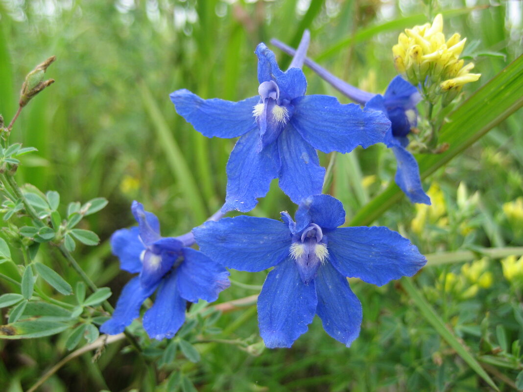 Живокость - Anna Ivanova Живокость - Anna Ivanova