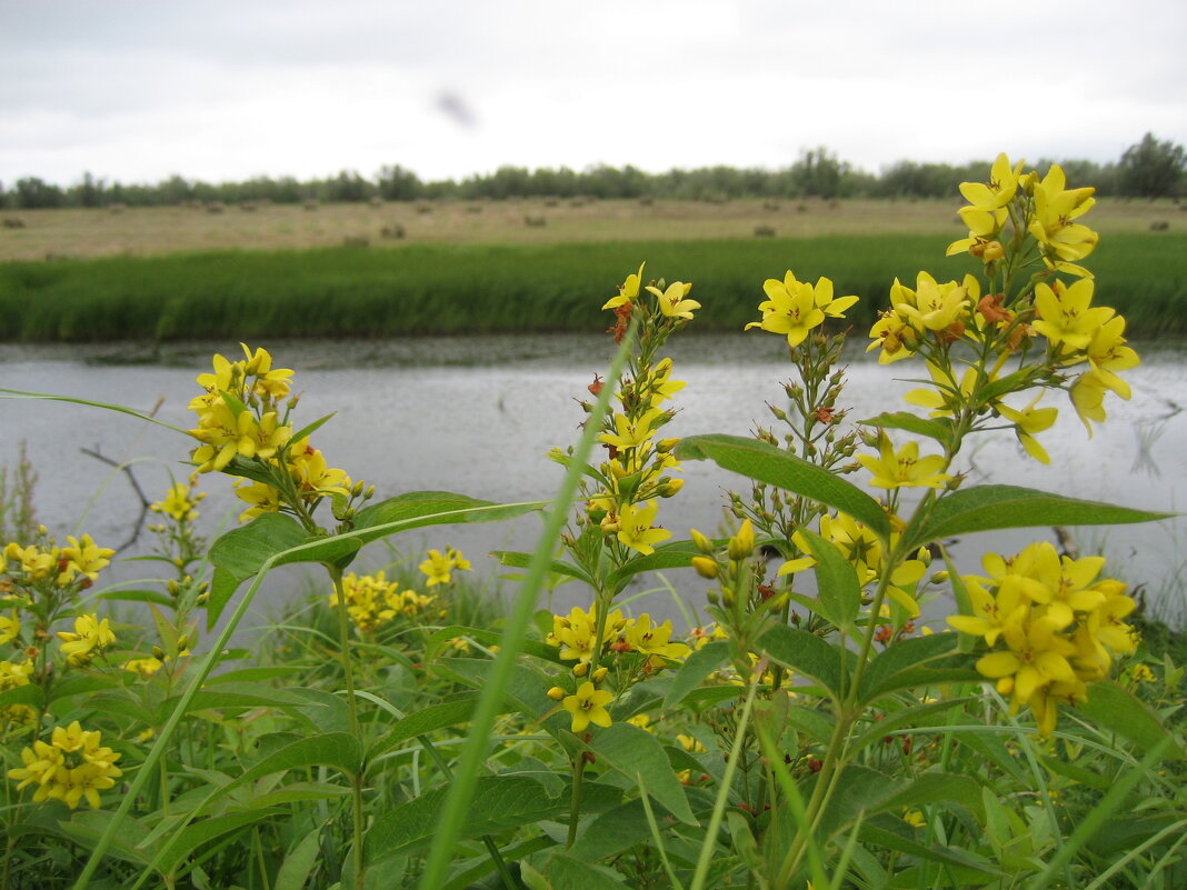 Лето - Anna Ivanova