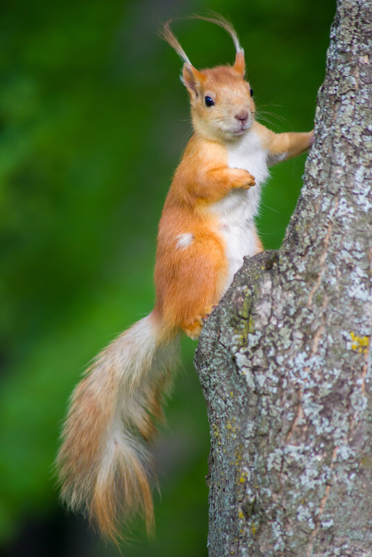 Белка - Андрей Сосновский