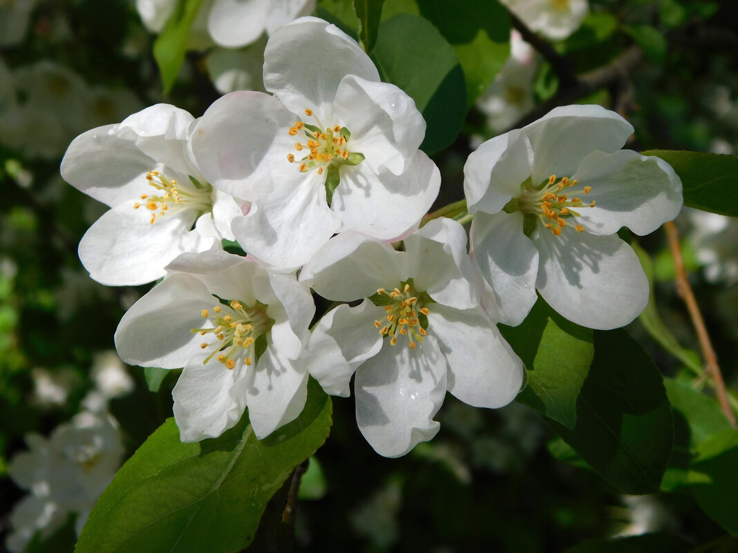 Цветущая яблоня - Наиля Цветущая яблоня - Наиля