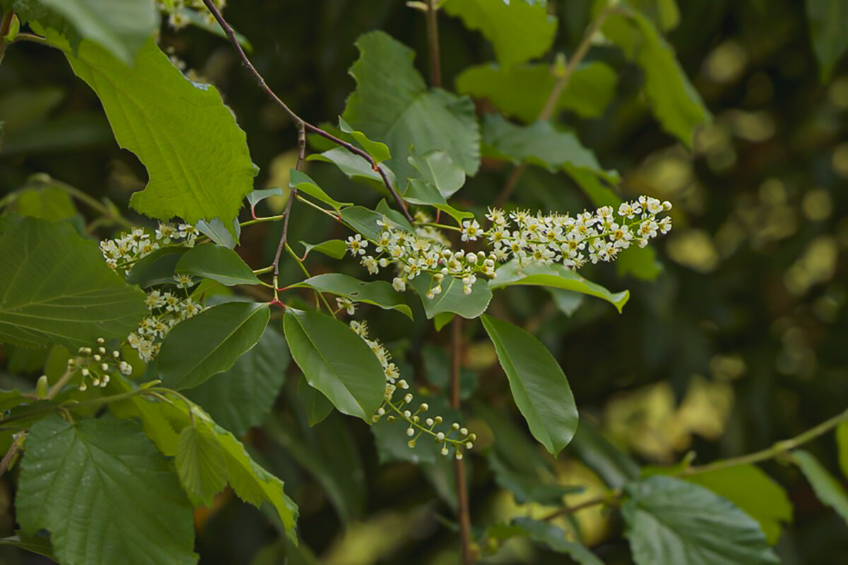 Зацветает черемуха. - Lucy Schneider 