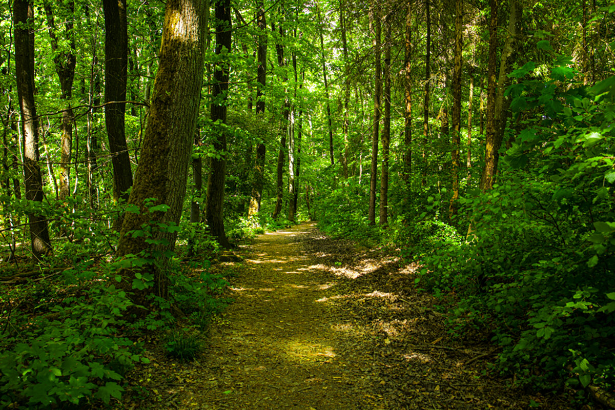 Лесная дорога. - Lucy Schneider 