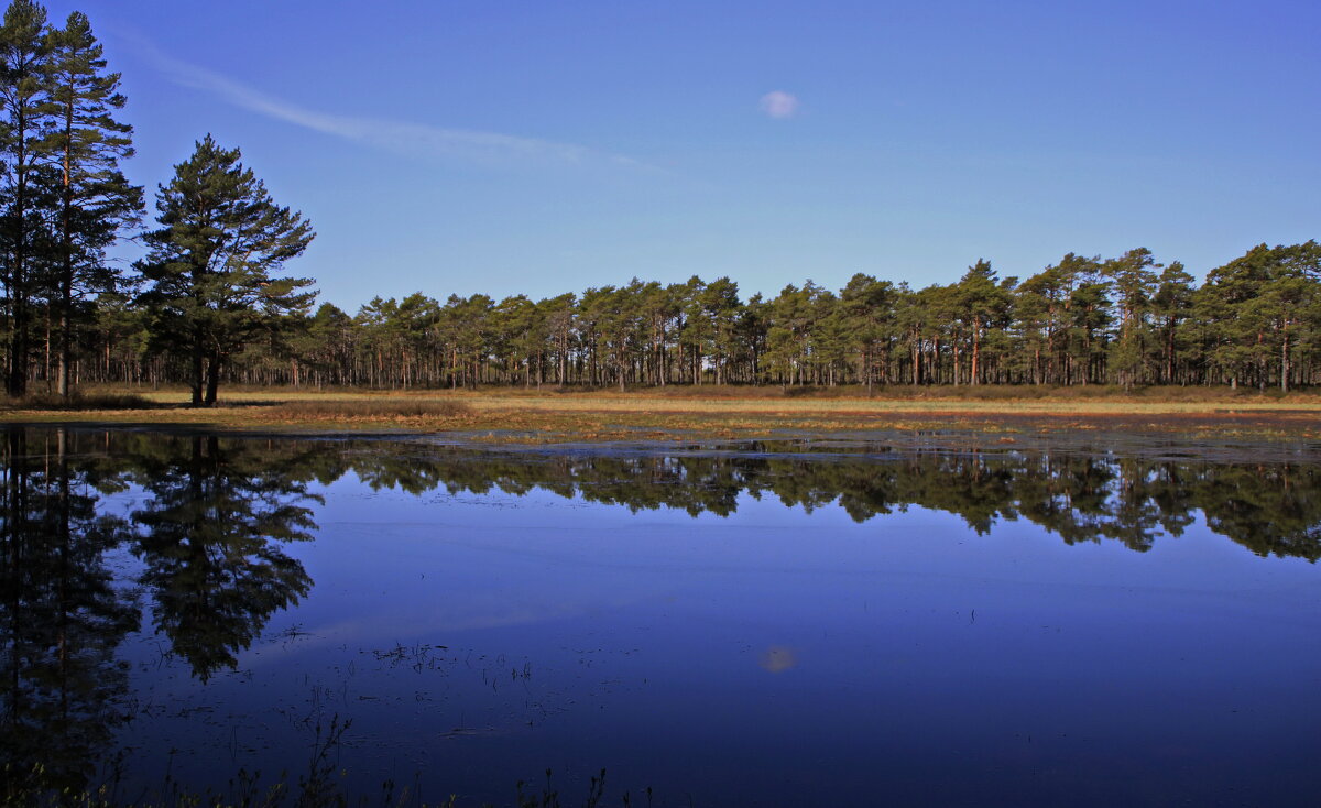 Оттенки весеннего леса.. - Татьян@ Ивановна Оттенки весеннего леса.. - Татьян@ Ивановна