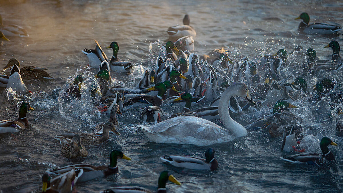 Водные забавы... - владимир 