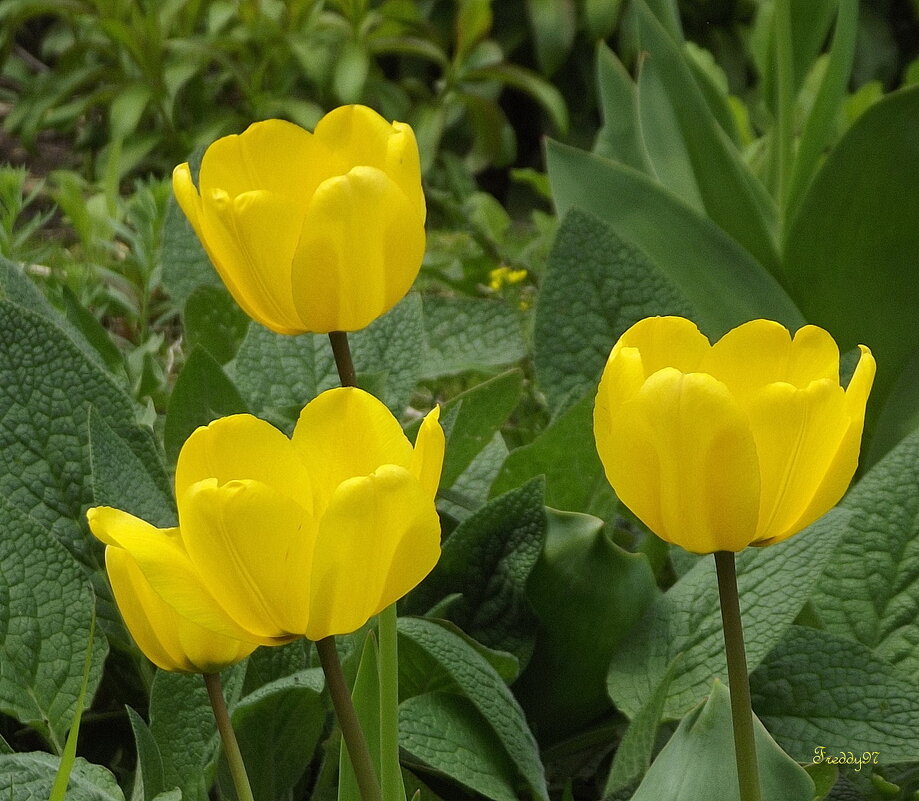 Капли солнца, упавшие с неба... - Freddy 97 Капли солнца, упавшие с неба... - Freddy 97