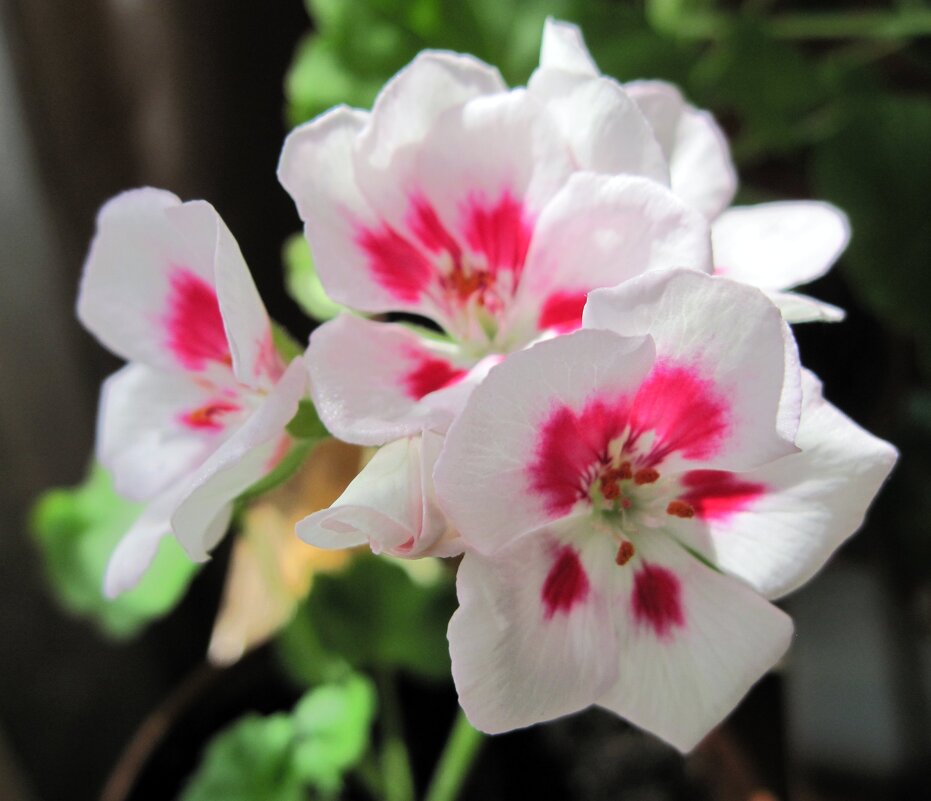 Герань. - Ирина *** Герань. - Ирина ***