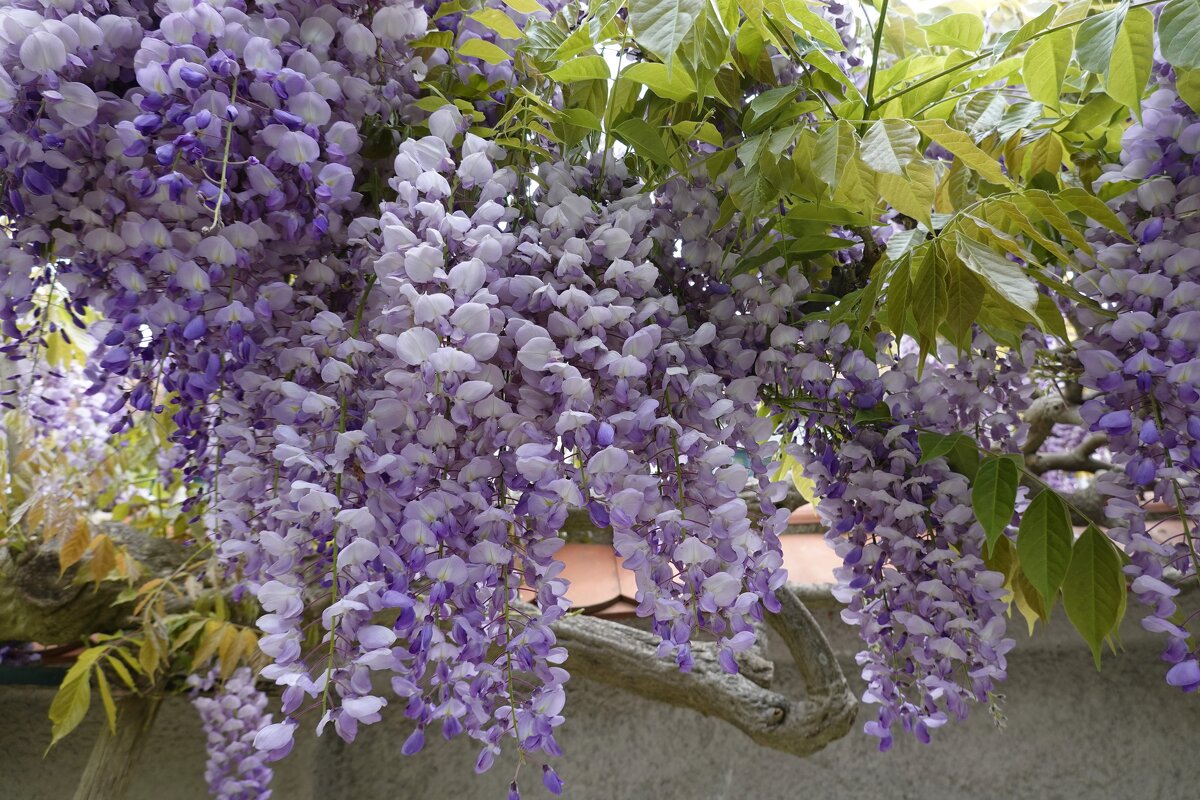 Глициния - сиреневая сказка.. - Галина 