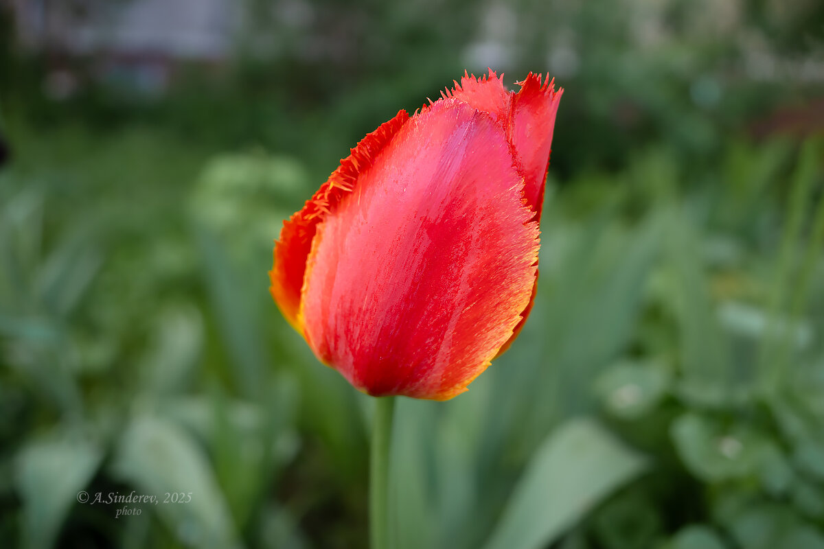 Цветок красного тюльпана - Александр Синдерёв Цветок красного тюльпана - Александр Синдерёв