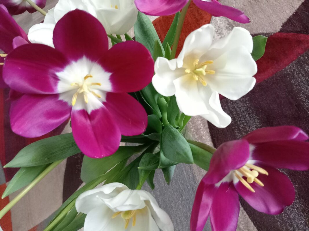 Тюльпаны - Надежда Тюльпаны - Надежда