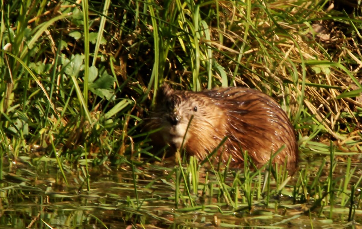 ондатра - Сергей Лычагин