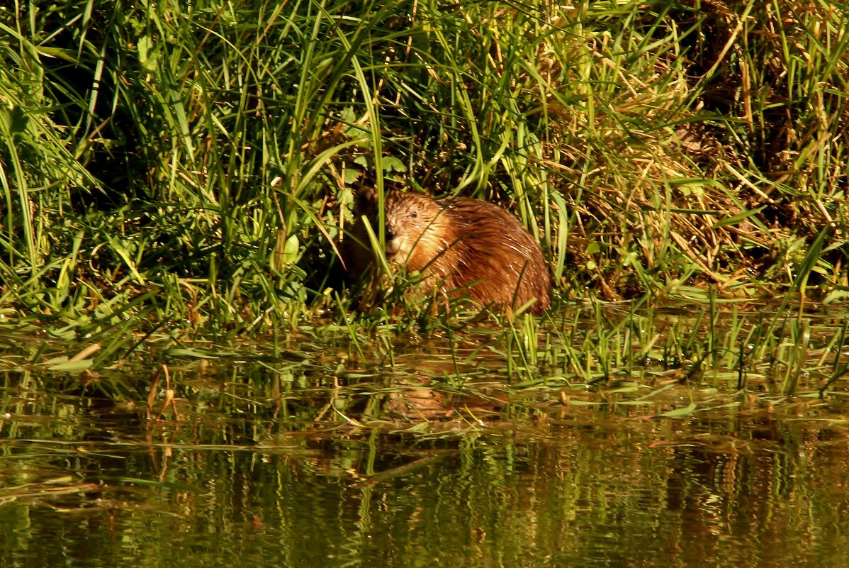 ондатра - Сергей Лычагин ондатра - Сергей Лычагин