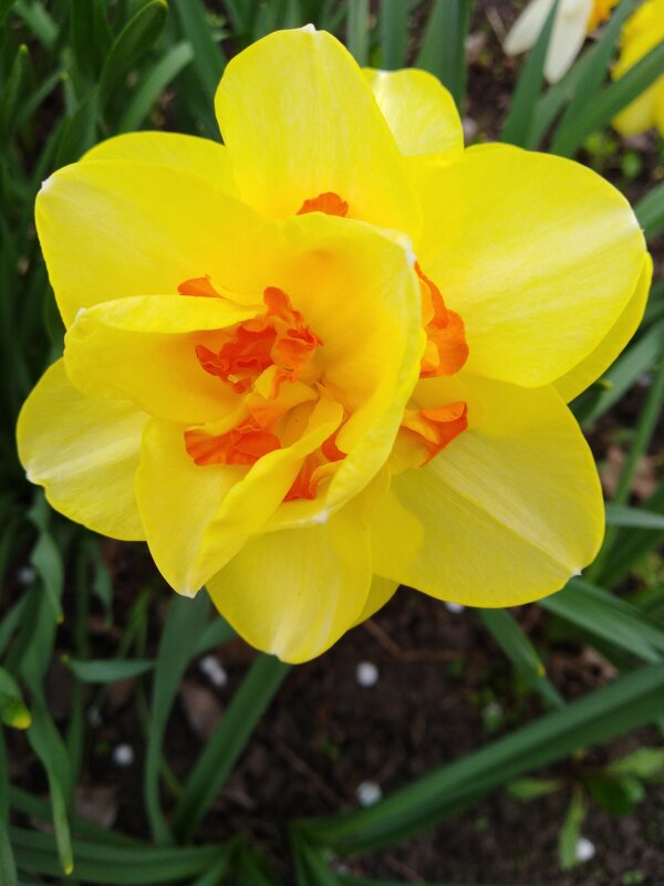 Нарцис - Нина Колгатина Нарцис - Нина Колгатина