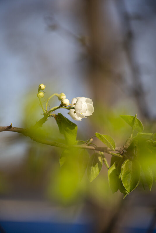 *** - Яна Горбунова