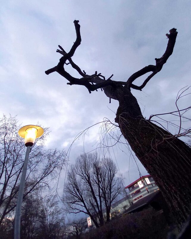 Крона - Сергей Порфирьев