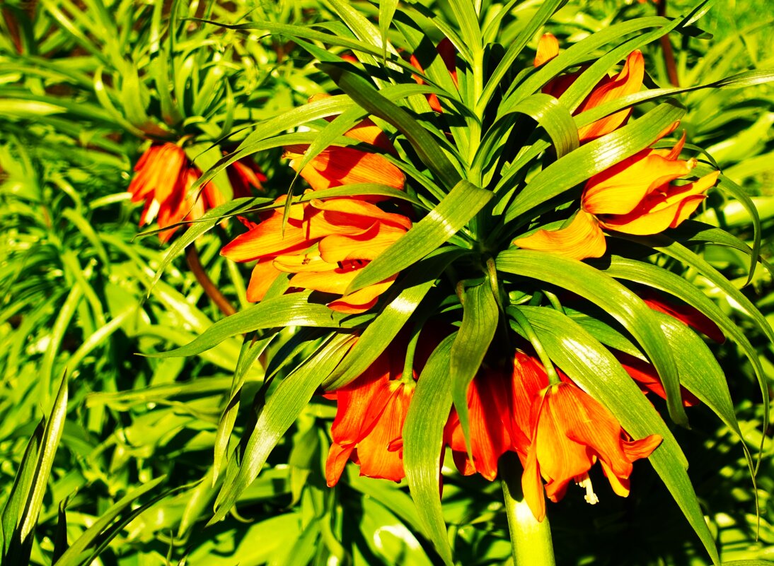 Празднично блестит на солнце Рябчик императорский - Aida10 Празднично блестит на солнце Рябчик императорский - Aida10