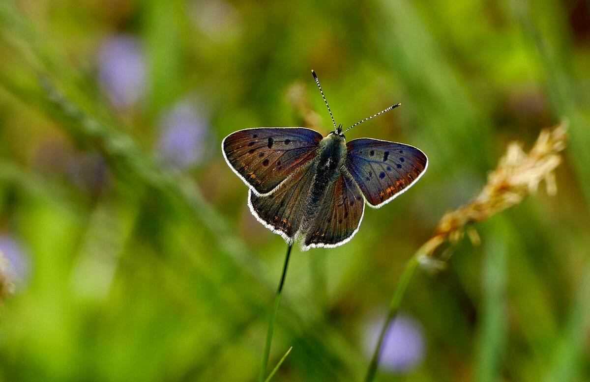 бабочки, снятые 7 мая 3 - Александр Прокудин бабочки, снятые 7 мая 3 - Александр Прокудин
