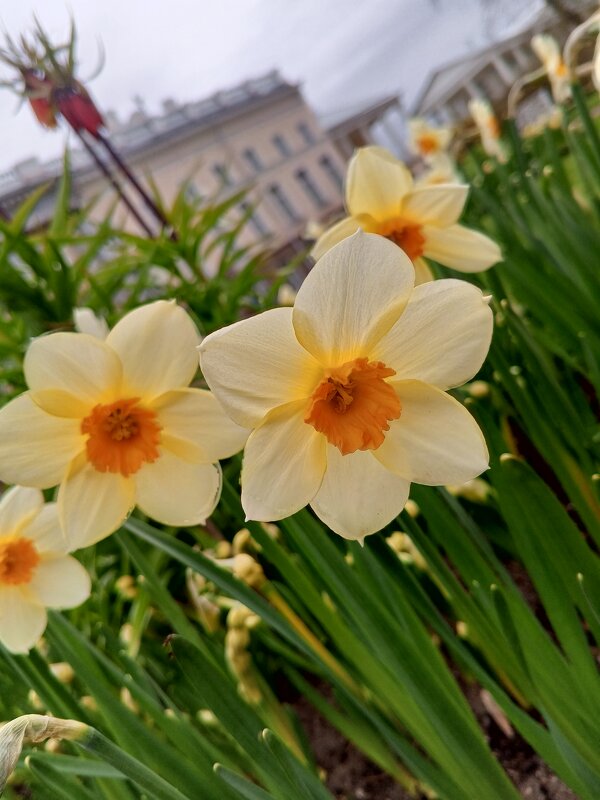 Нарциссы - Сапсан 