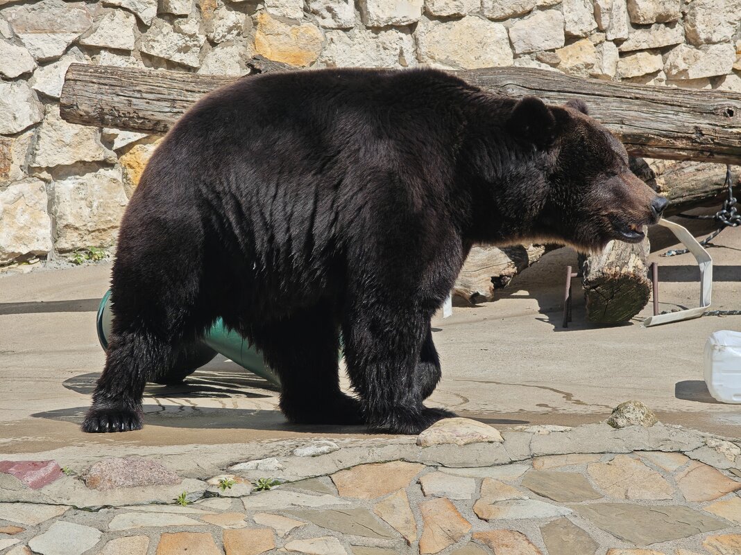 Бурый медведь Гром - <<< Наташа >>>
