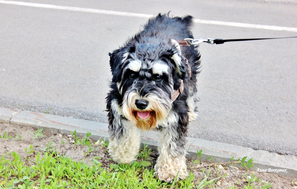Идёт знакомится. - Восковых Анна Васильевна Идёт знакомится. - Восковых Анна Васильевна