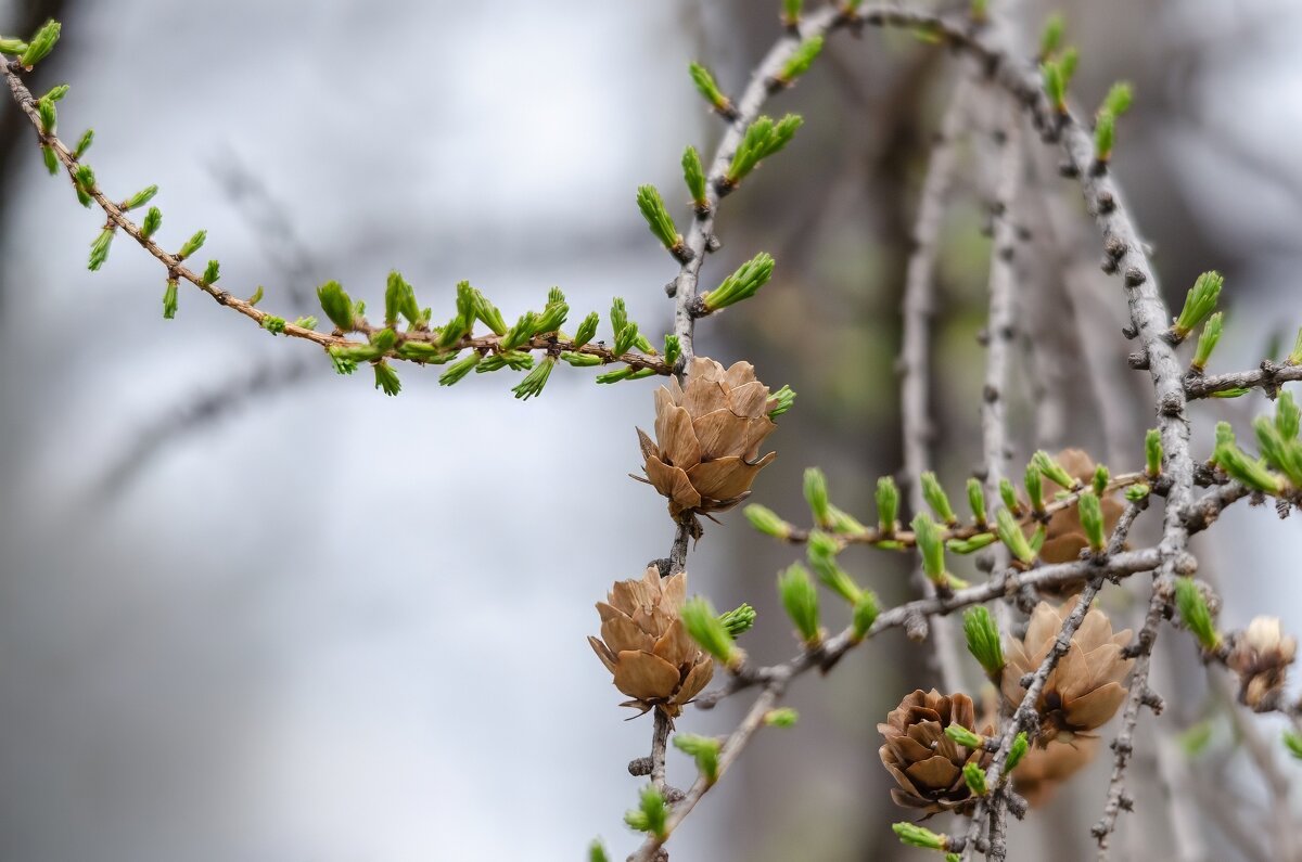 Лиственница. - Виктор Иванович Чернюк