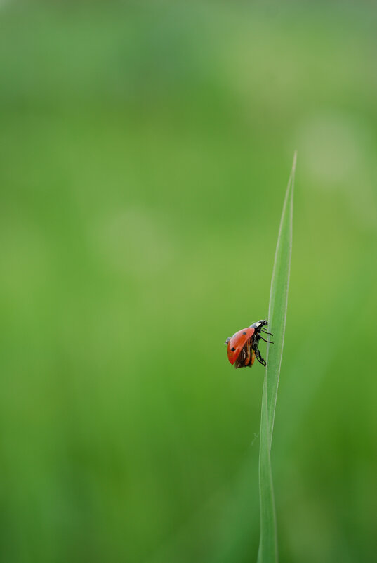 Навстречу новым вершинам.... - Referee (Дмитрий)