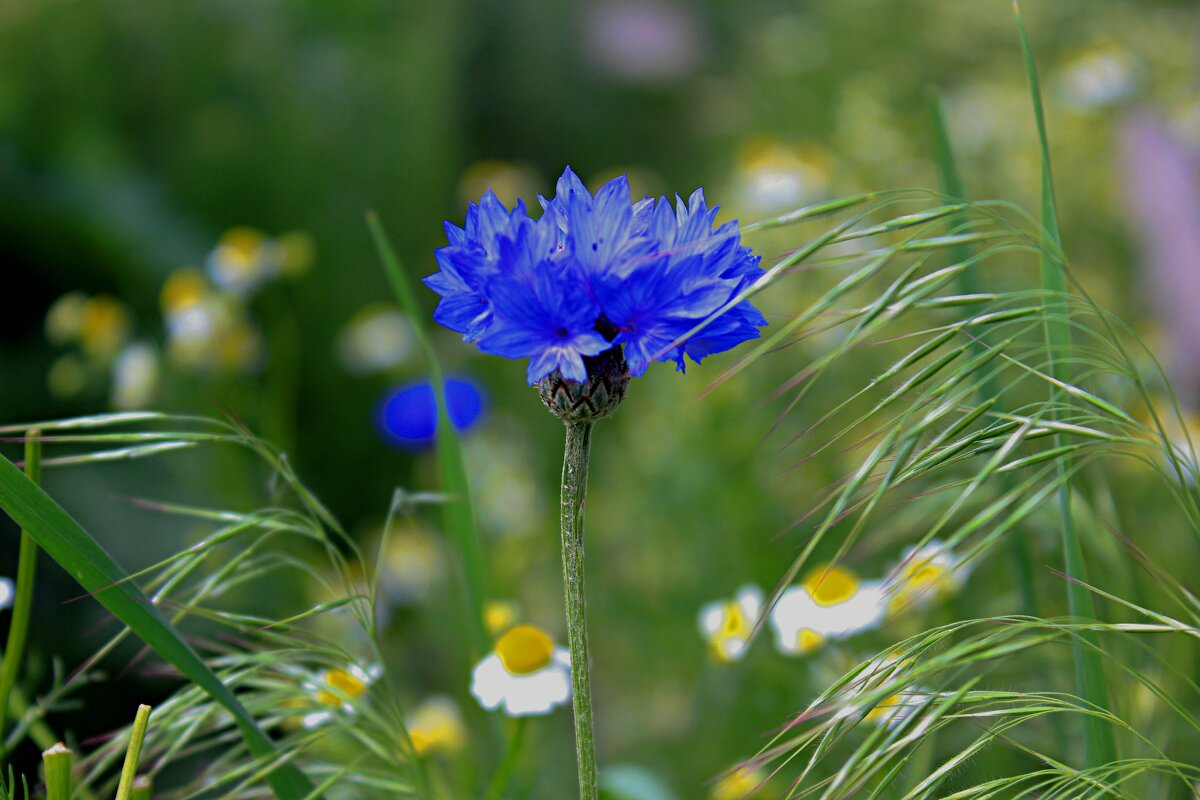 Синий платочек - Николай Синий платочек - Николай
