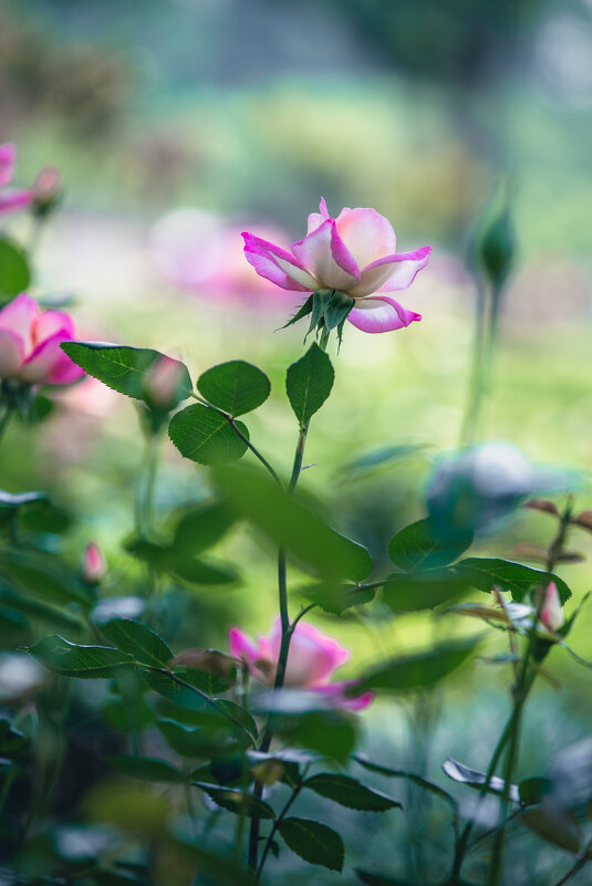 Сезон роз в Ханчжоу - Дмитрий Сезон роз в Ханчжоу - Дмитрий