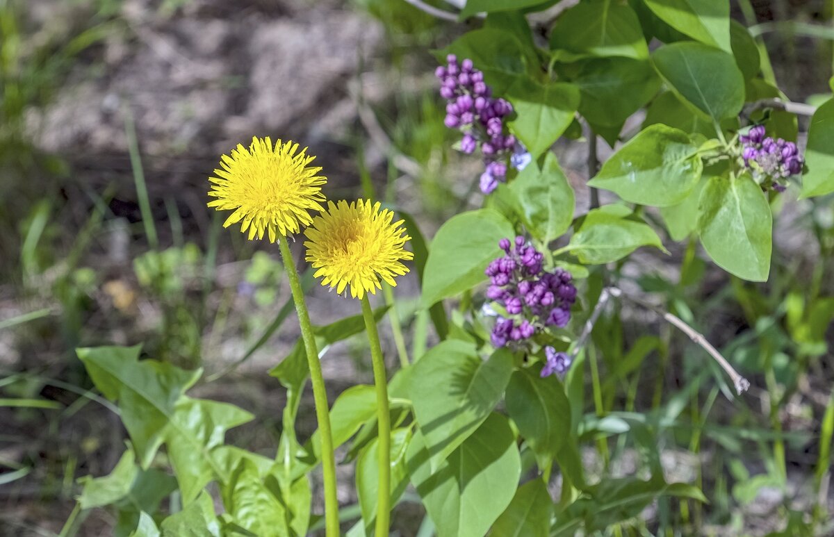 Майские - Валерий Иванович