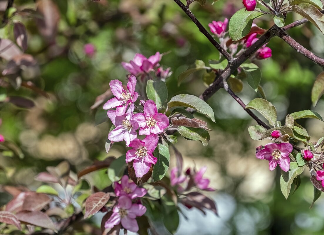 Яблоня Недзвецкого цветёт - Валерий Иванович Яблоня Недзвецкого цветёт - Валерий Иванович