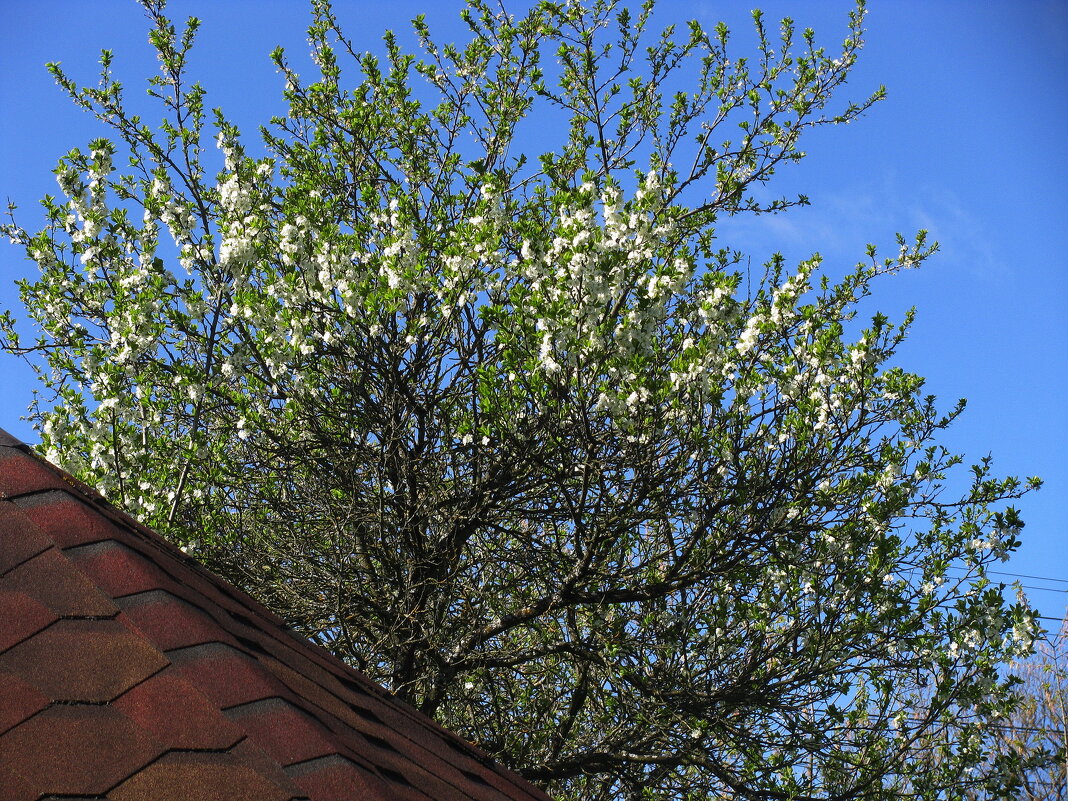 Слива цветёт - Людмила Смородинская Слива цветёт - Людмила Смородинская