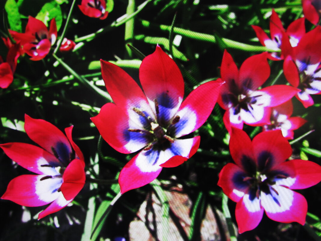 Красота - Людмила Смородинская Красота - Людмила Смородинская