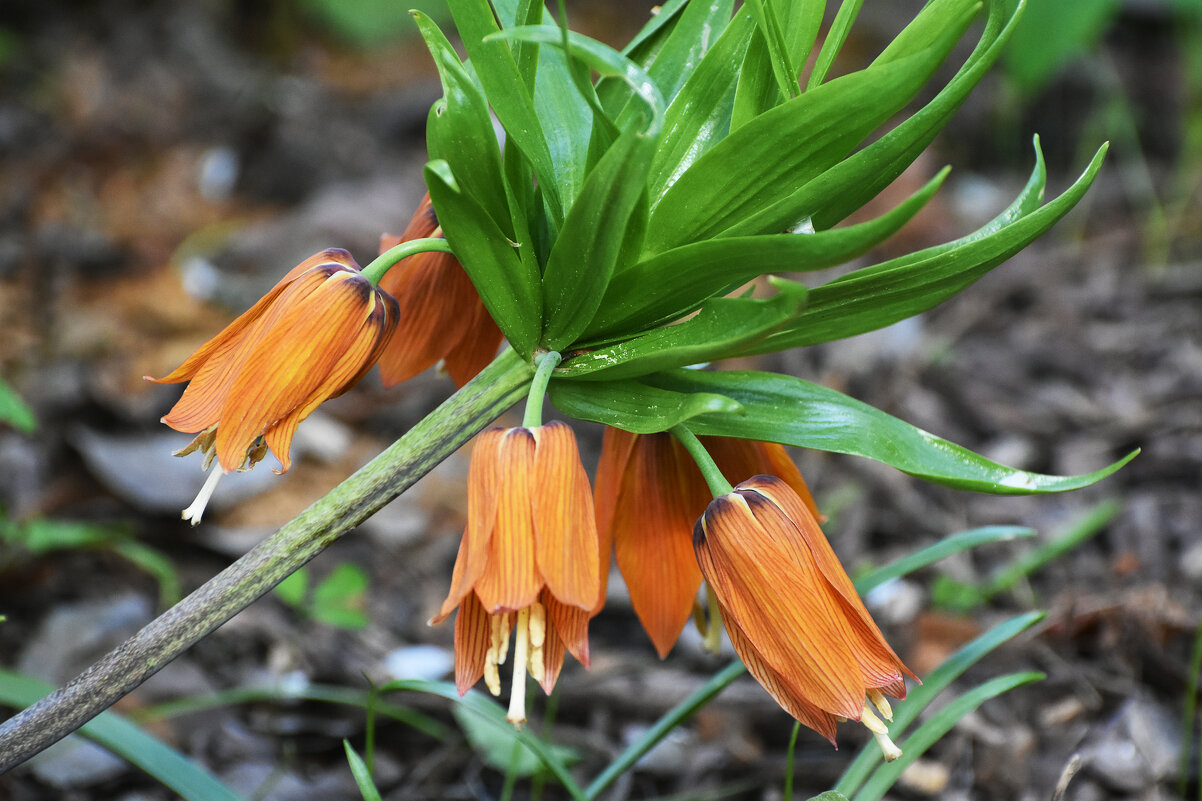 Весна в Ботаническом... - Наташа *****