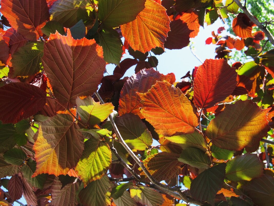 краски мая - Елена Шаламова