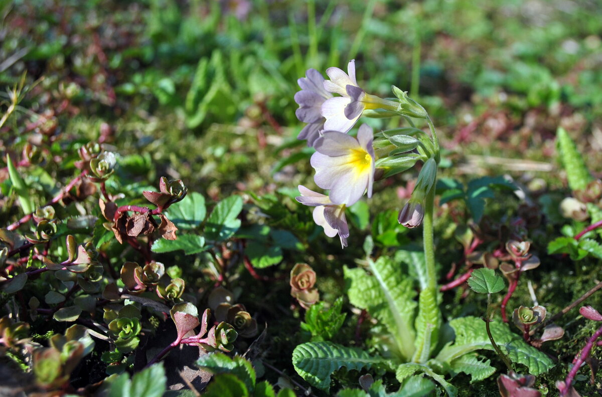 Первомайские - AleksSPb Лесниченко