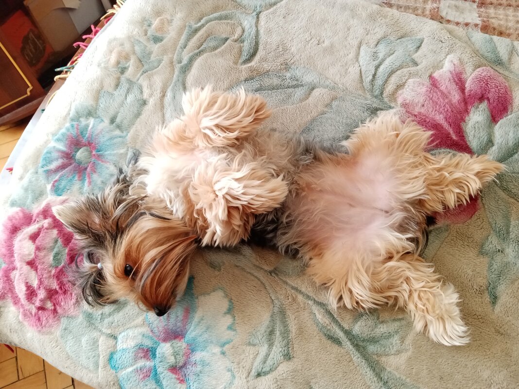 Мия. - Владимир Драгунский