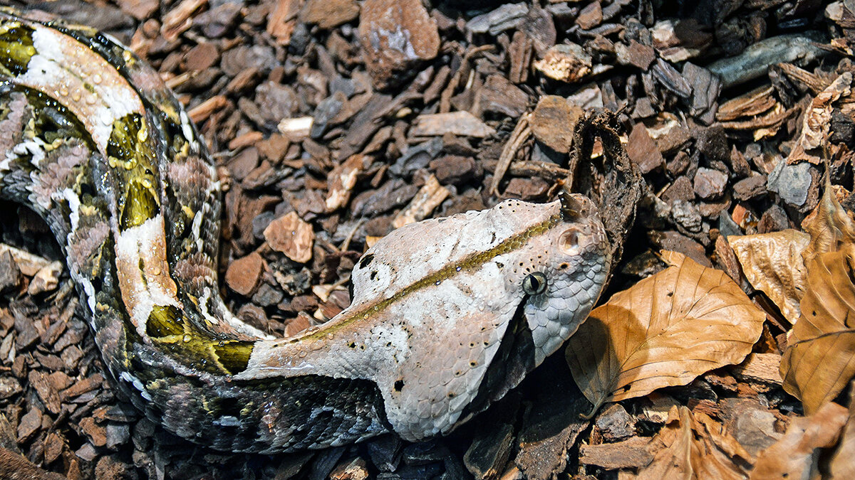 Только бы не приснилась ... - Alexandеr P