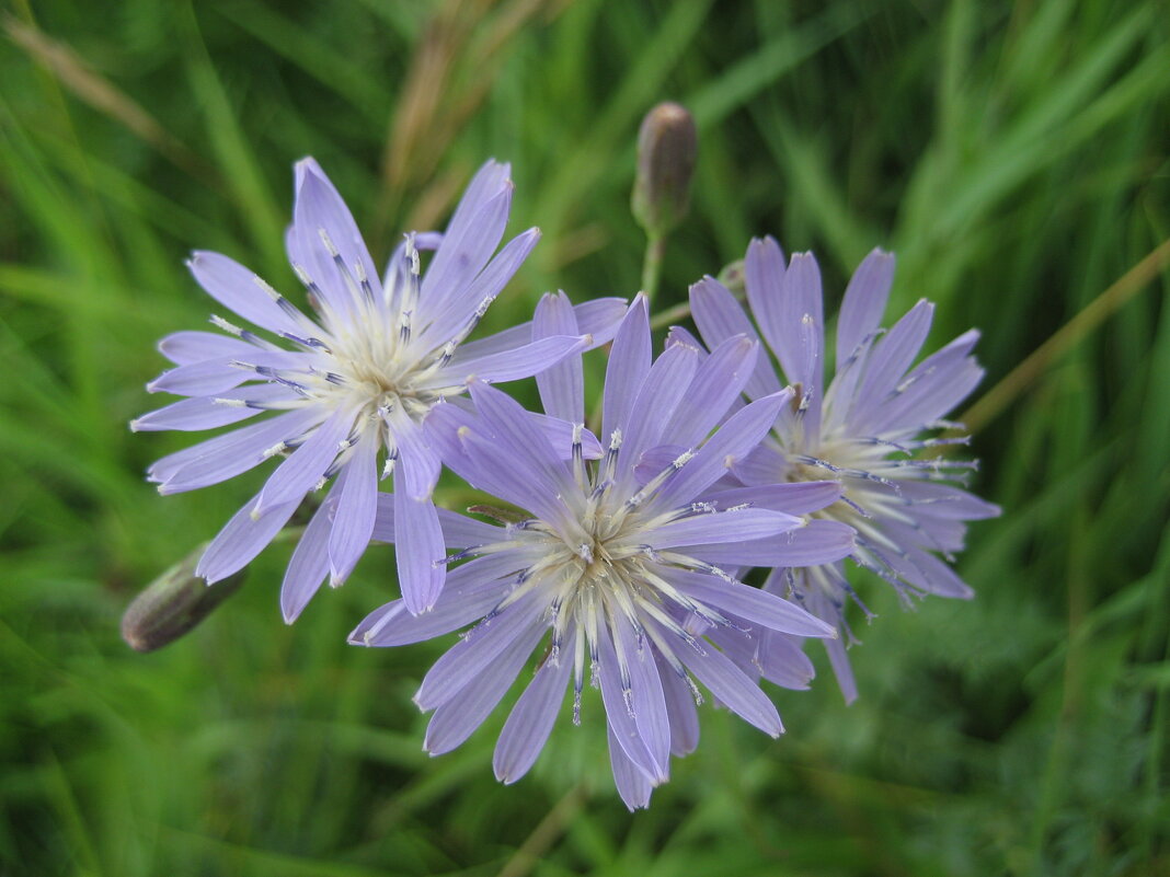 Латук сибирский - Anna Ivanova