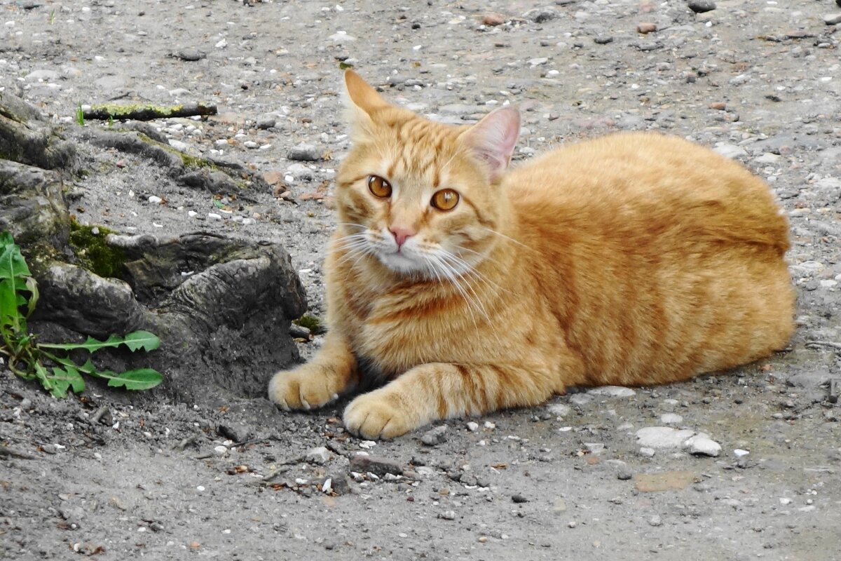 Братья наши меньшие... - Рита Симонова Братья наши меньшие... - Рита Симонова