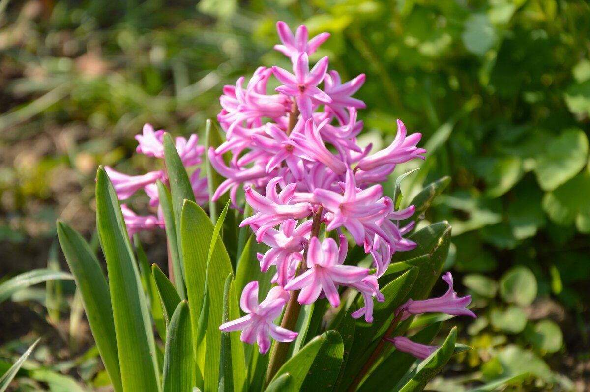 Кудряшки Весны... - Надежда Куркина 